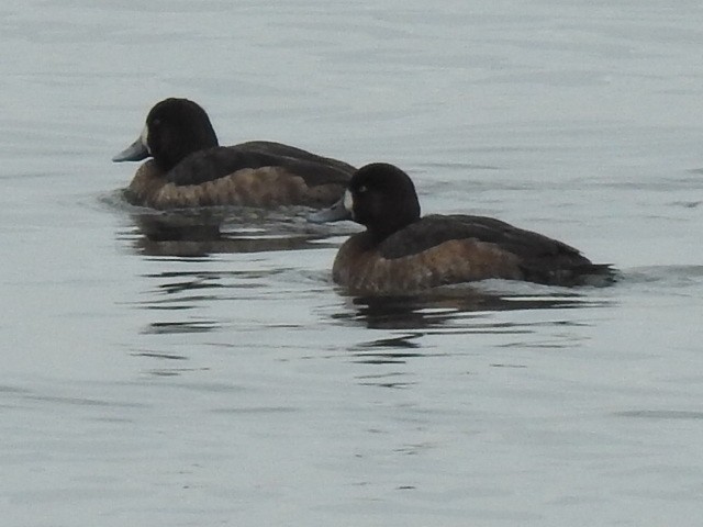 Greater Scaup - ML613975332