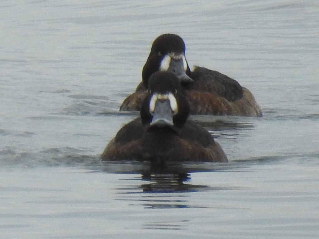 Greater Scaup - ML613975345