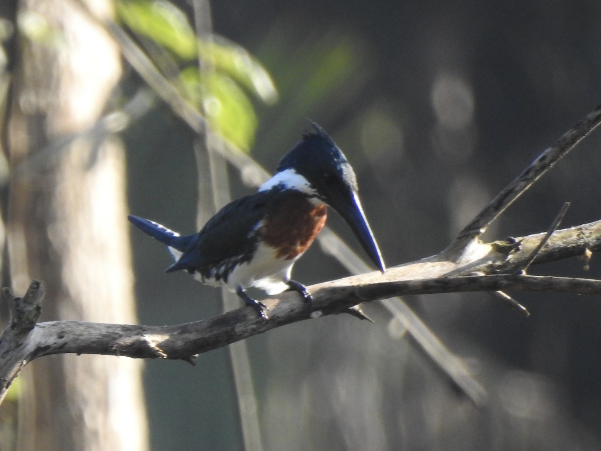 Amazon Kingfisher - ML613975350