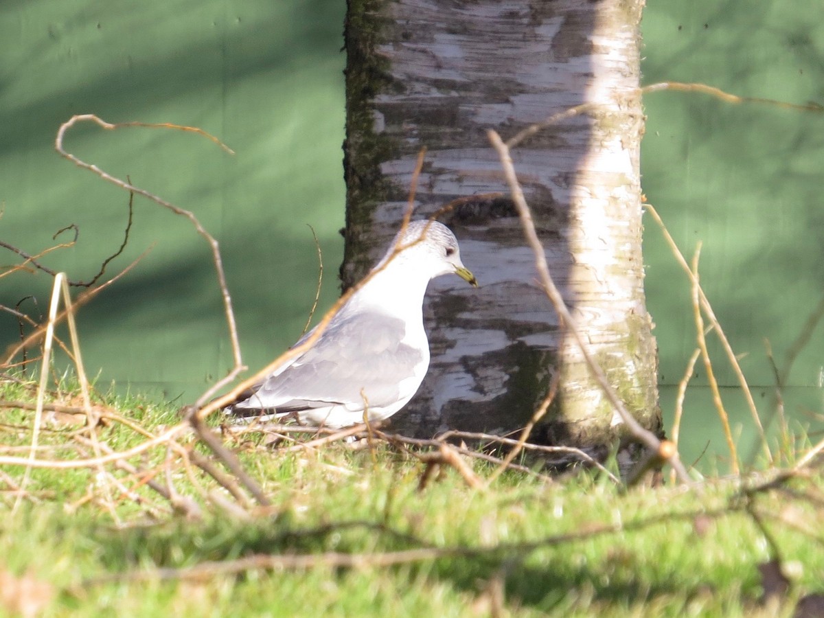 Common Gull - Peter Shelton