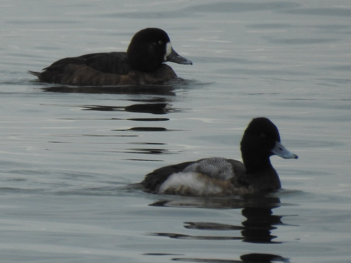 Lesser Scaup - ML613975369