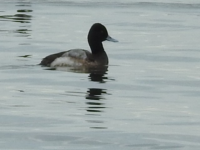 Lesser Scaup - ML613975372