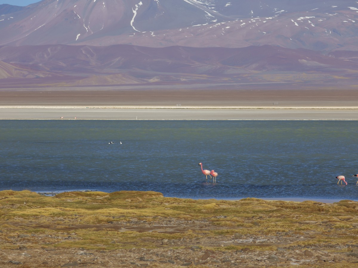 Andean Flamingo - Frank Dietze