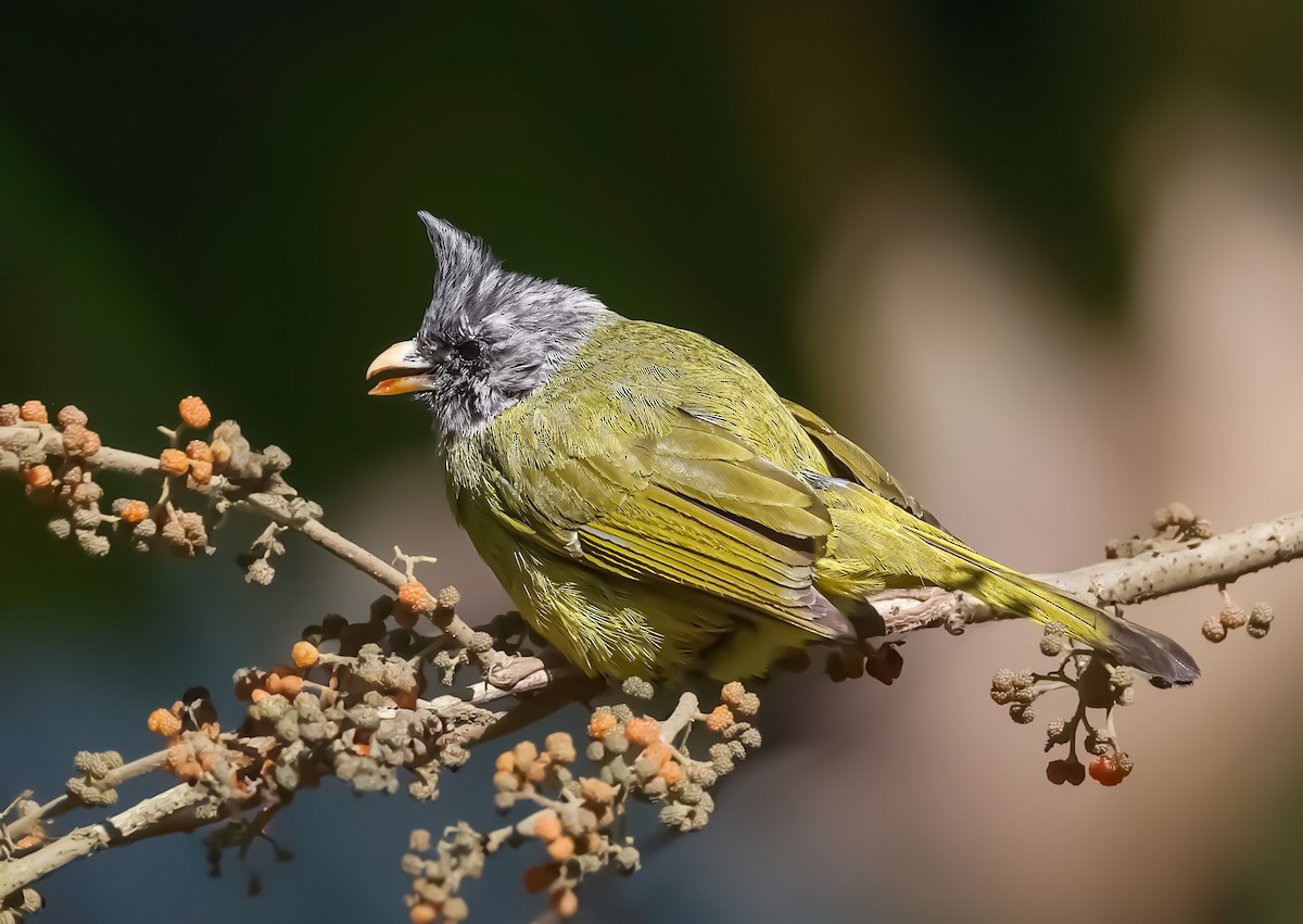 Crested Finchbill - Akshat K