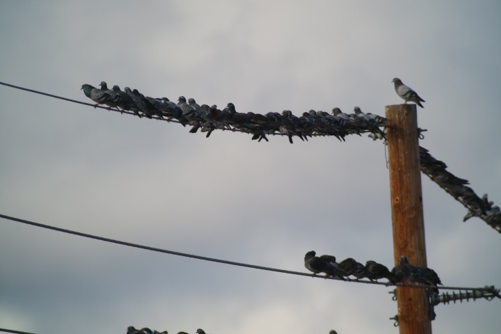 Rock Pigeon (Feral Pigeon) - ML613975532