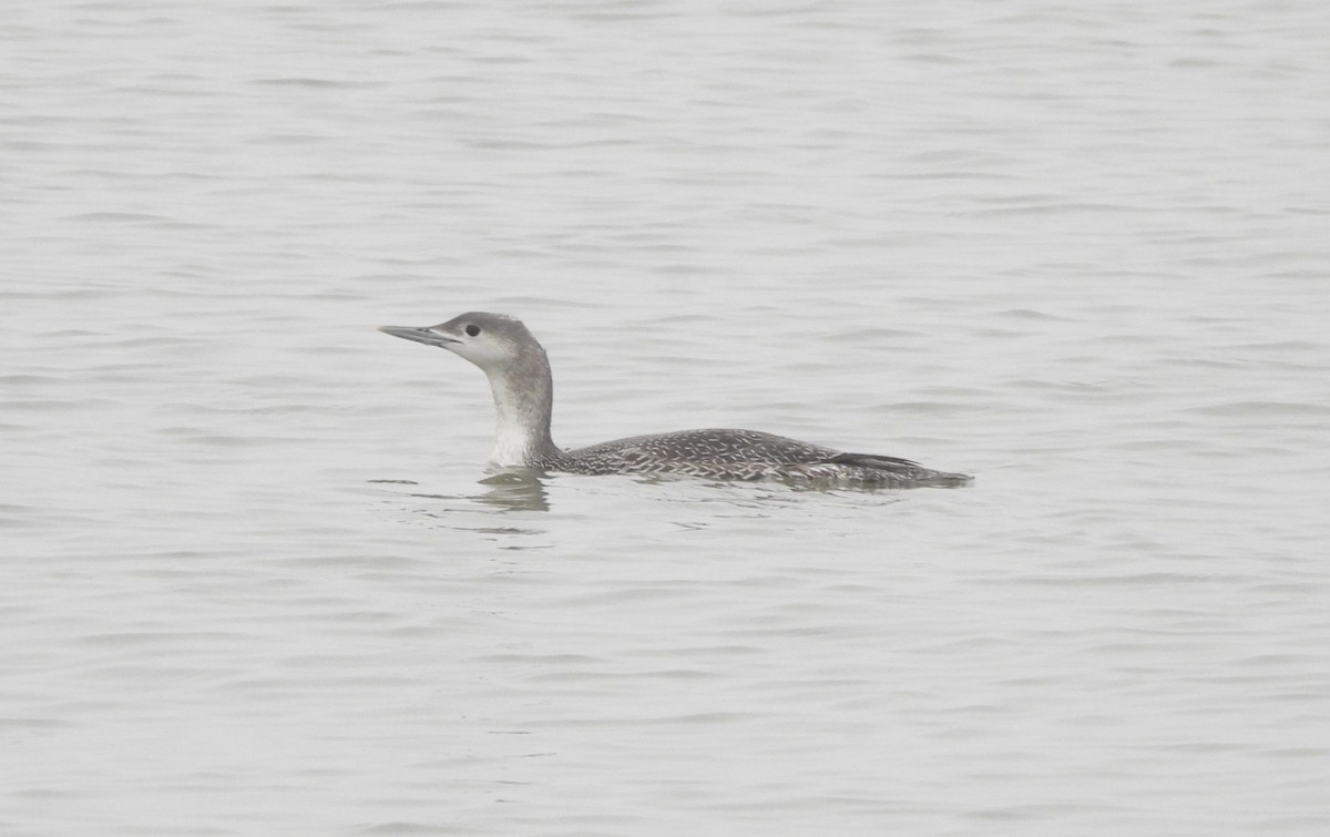 Red-throated Loon - ML613975548