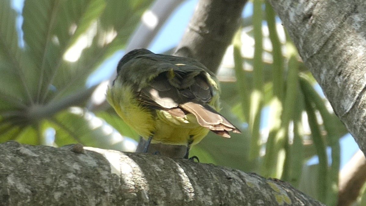 Boat-billed Flycatcher - ML613975614