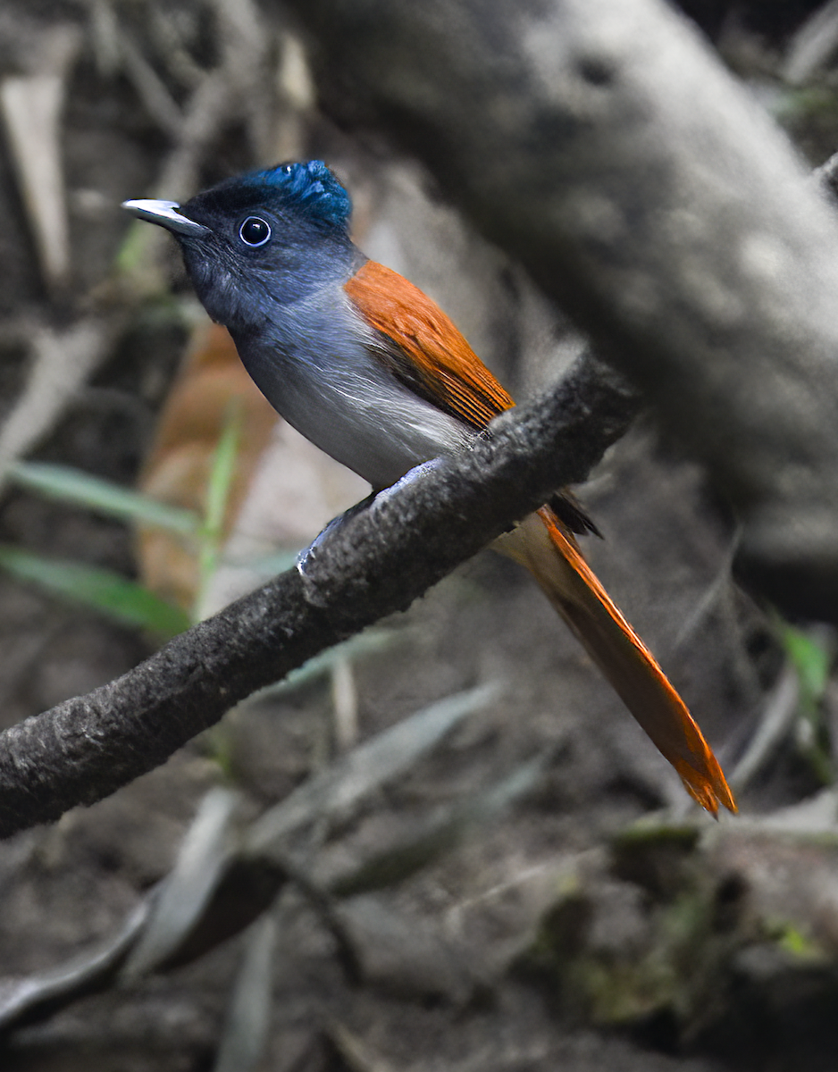 Blyth's Paradise-Flycatcher - ML613975643