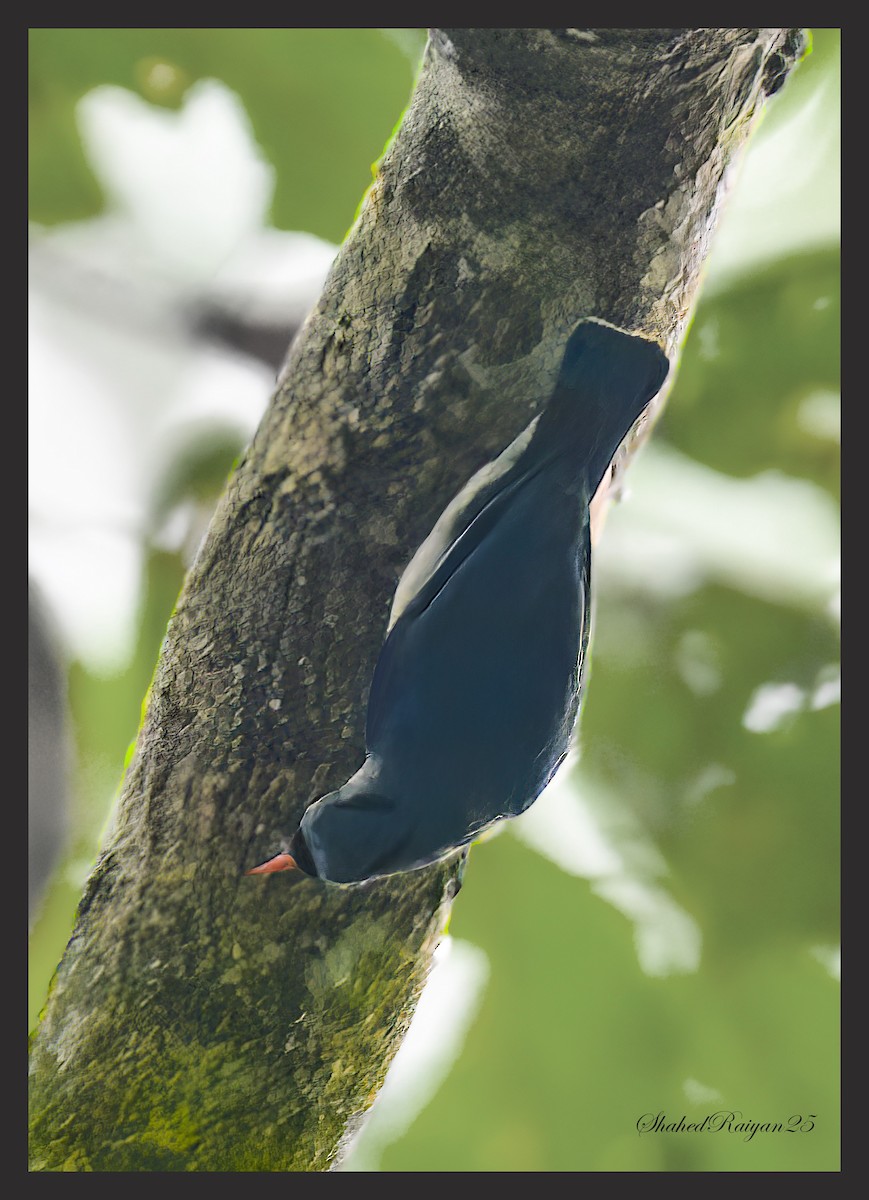 Velvet-fronted Nuthatch - Shahed Raiyan