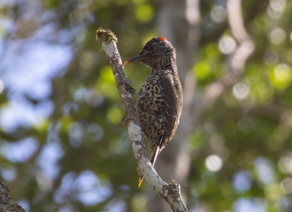 Knysna Woodpecker - ML613975777