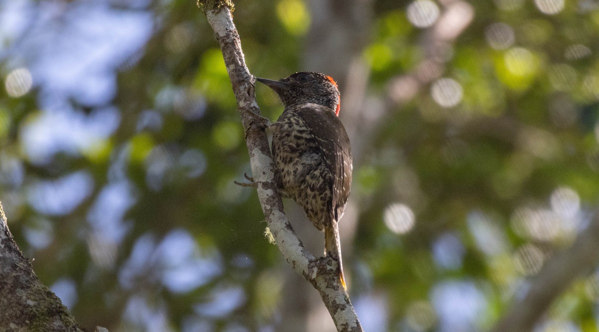 Knysna Woodpecker - ML613975788