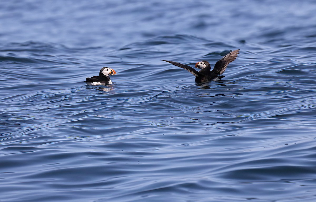 Atlantic Puffin - ML613975821