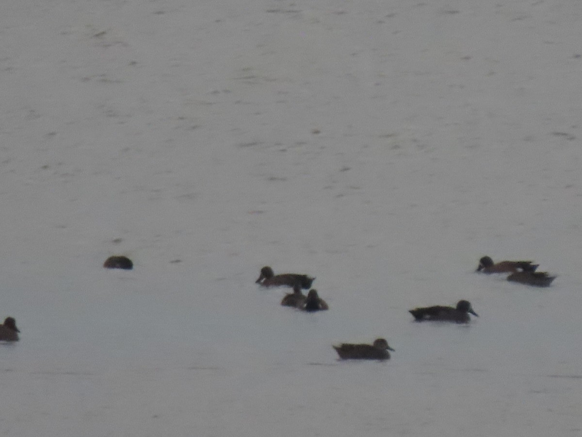 Blue-winged Teal - Maia Ginsburg