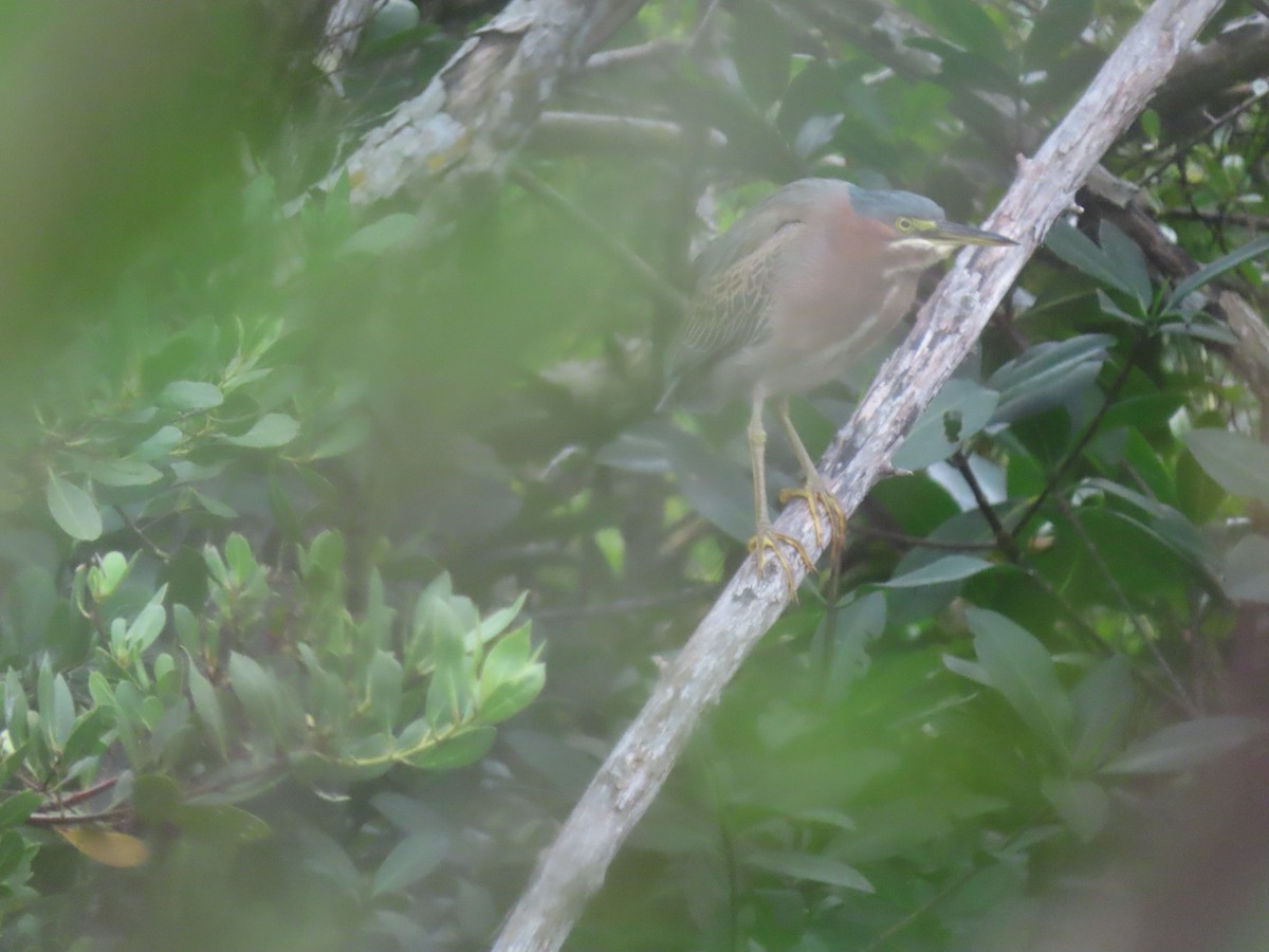 Green Heron - Maia Ginsburg