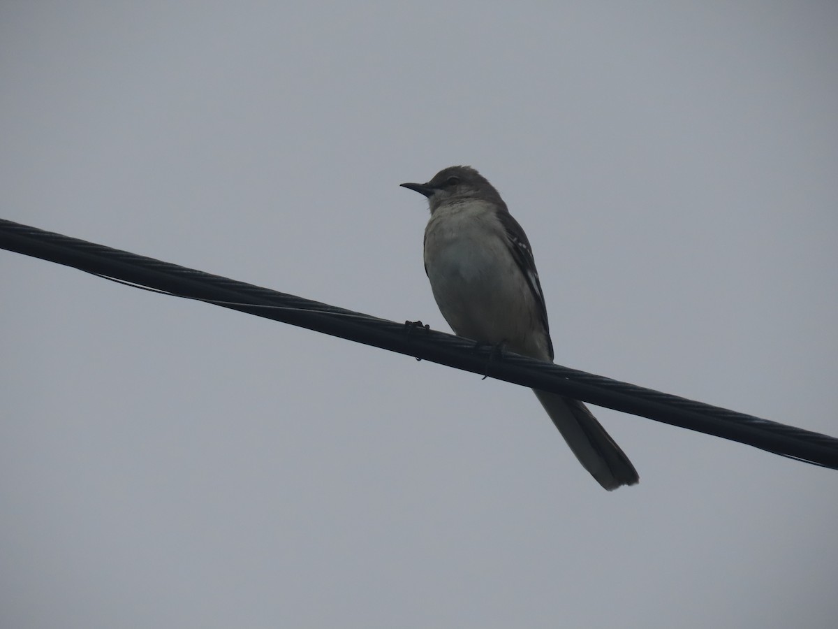 Northern Mockingbird - ML613975920