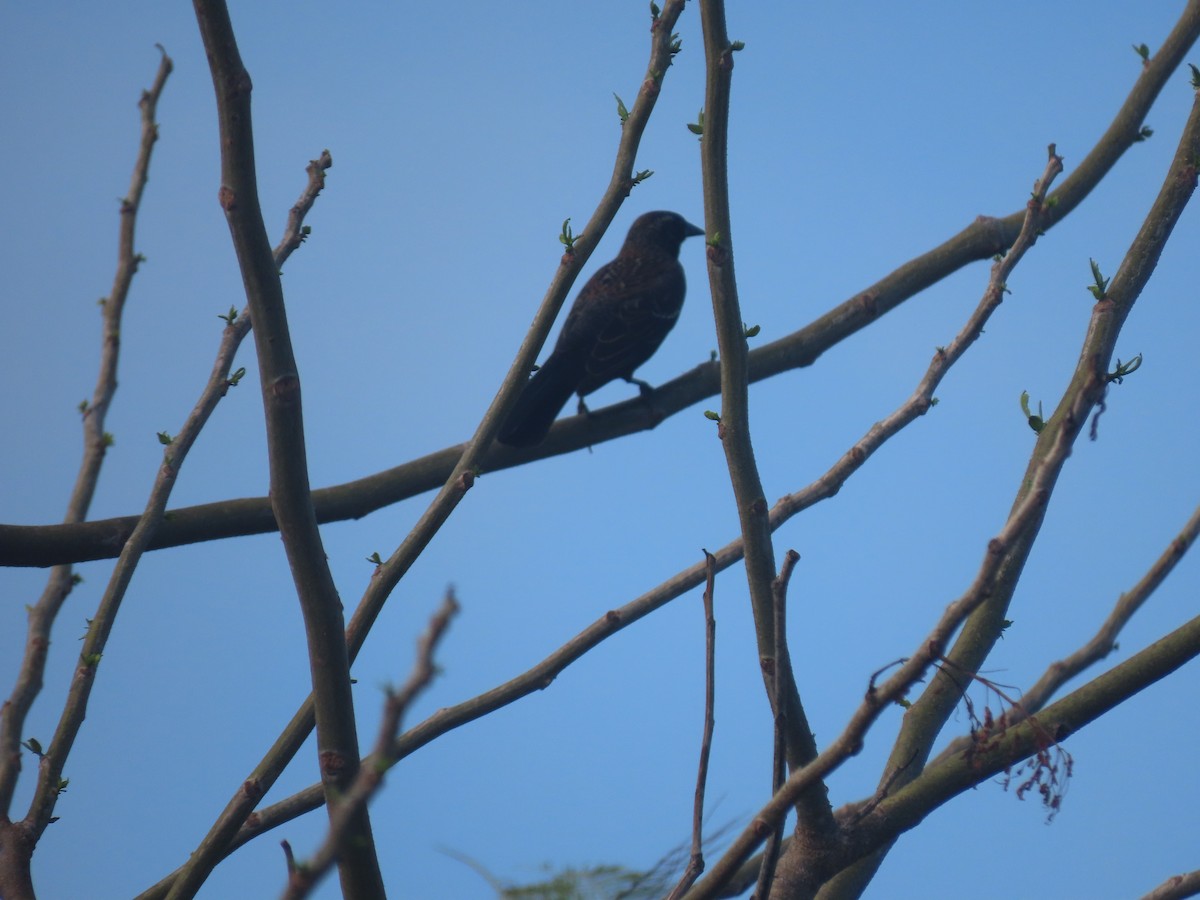 Red-winged Blackbird - Maia Ginsburg