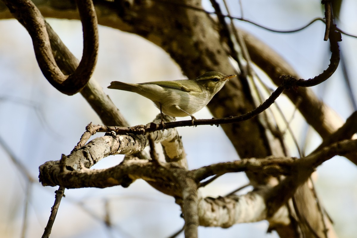 Western Crowned Warbler - Aseem Gupta