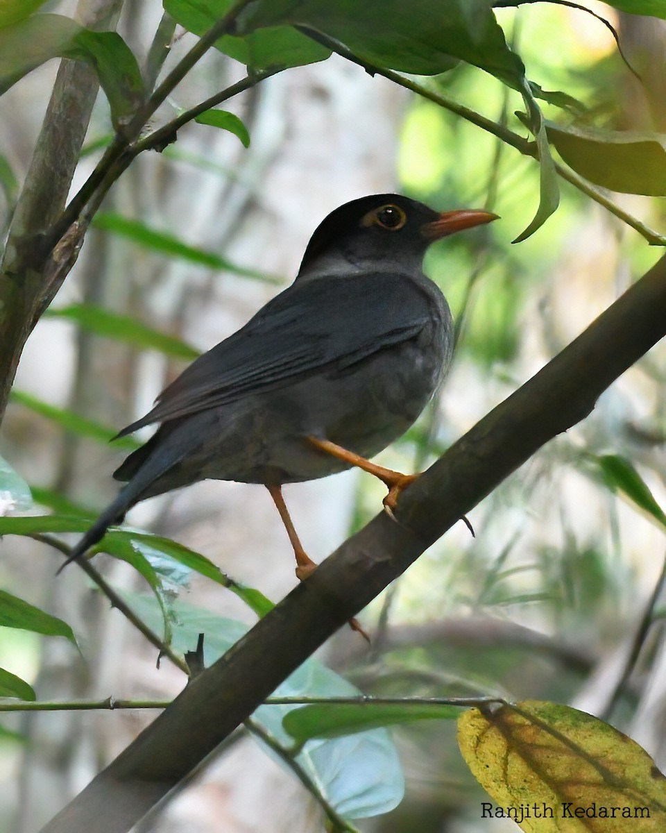 Indian Blackbird - ML613976145