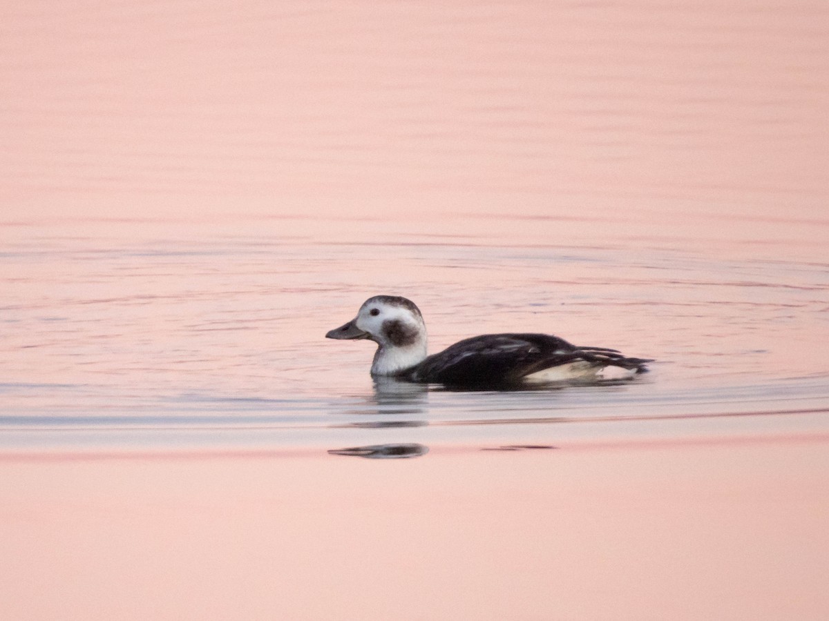 Long-tailed Duck - Lara Mdmi