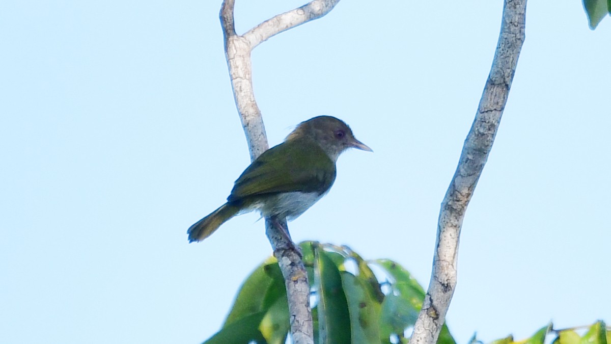 Brown-headed Greenlet - ML613976240