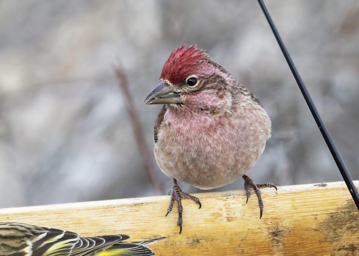 Cassin's Finch - Mary Clausen