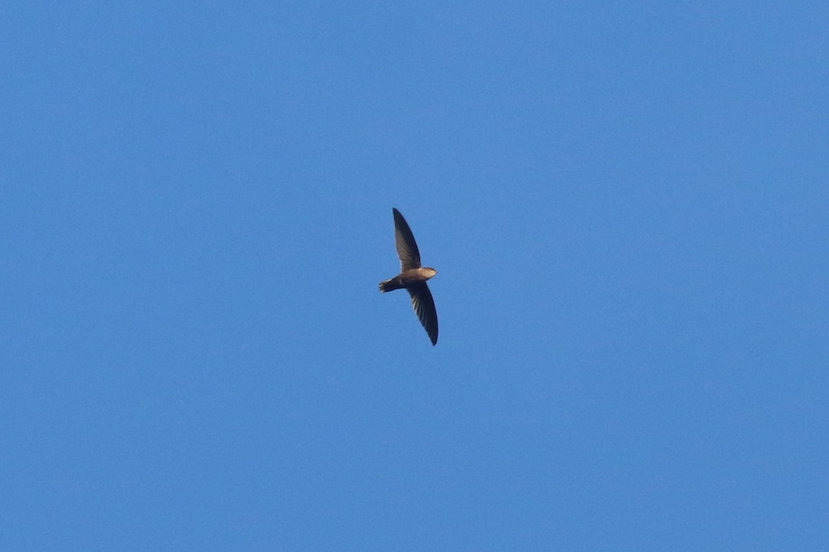 Lesser Antillean Swift - Andrew Marden