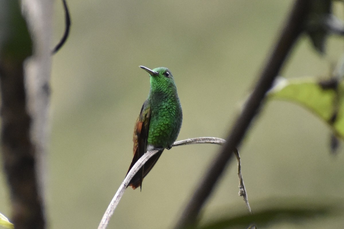 Berylline Hummingbird - YENER GRANADOS HERRERA