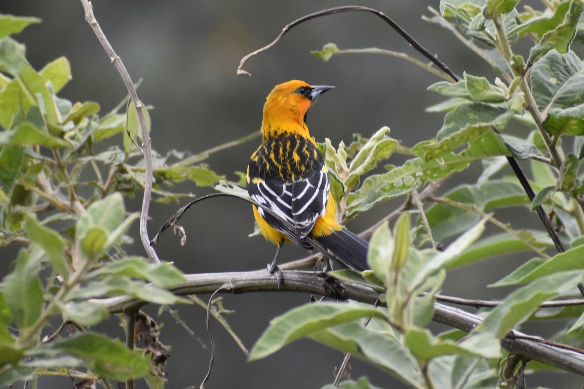 Streak-backed Oriole - YENER GRANADOS HERRERA