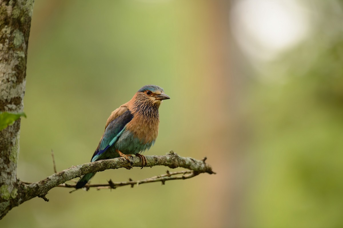 Indian Roller - ML613976466