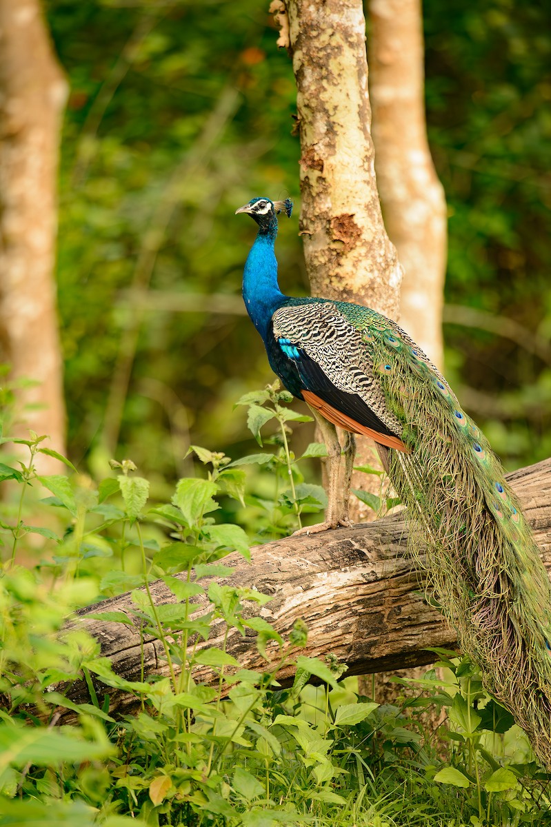 Indian Peafowl - ML613976467