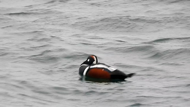 Harlequin Duck - ML613976620