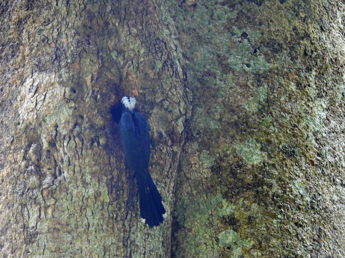 Western Dwarf Hornbill - ML613976645