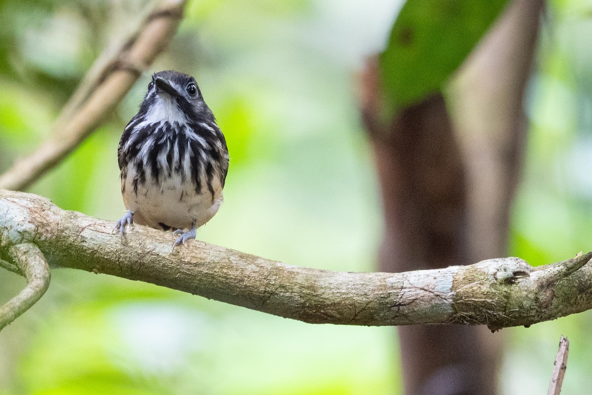 Dot-backed Antbird - Jamie Jacob 🦅