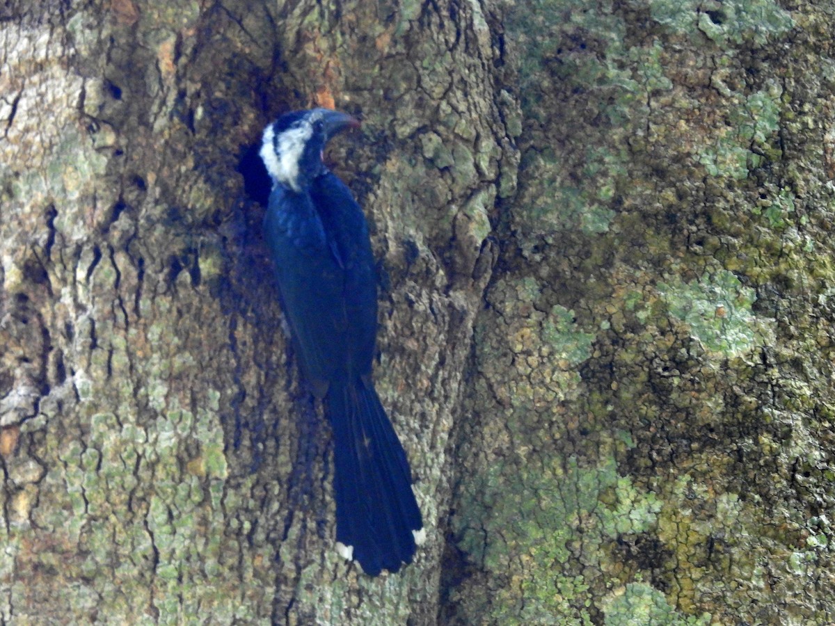 Western Dwarf Hornbill - ML613976675