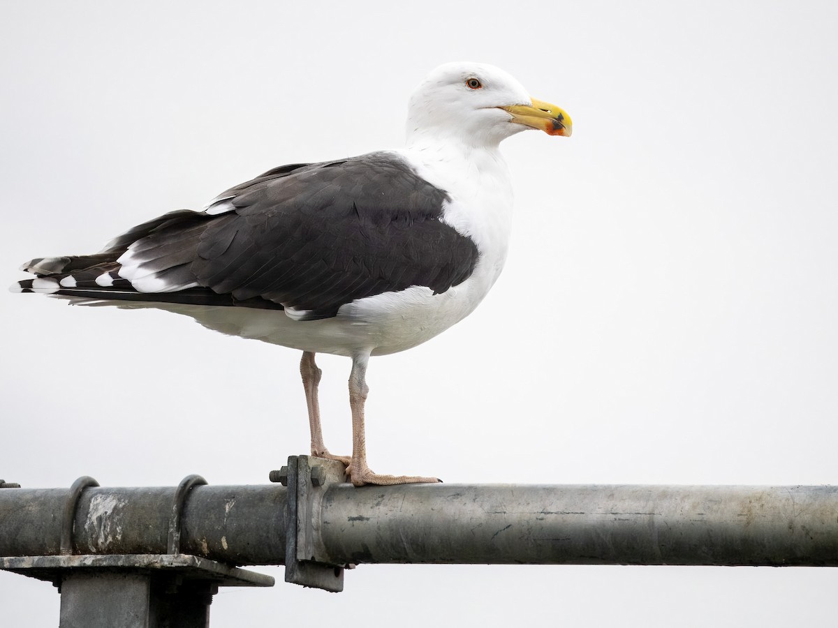 Great Black-backed Gull - ML613976689