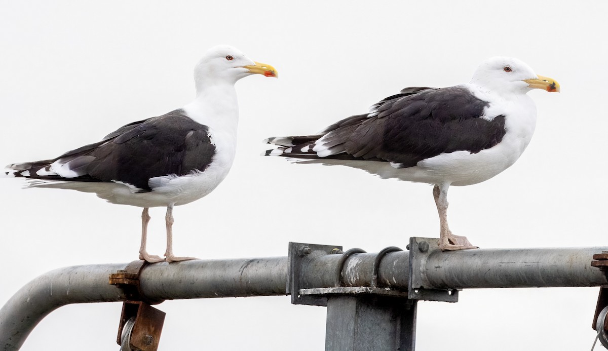 Great Black-backed Gull - ML613976690