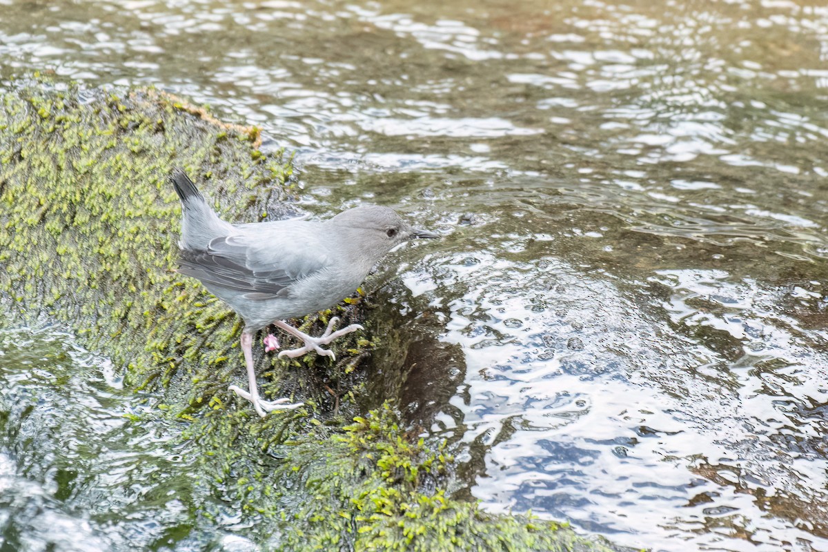 American Dipper (Costa Rican) - ML613976693