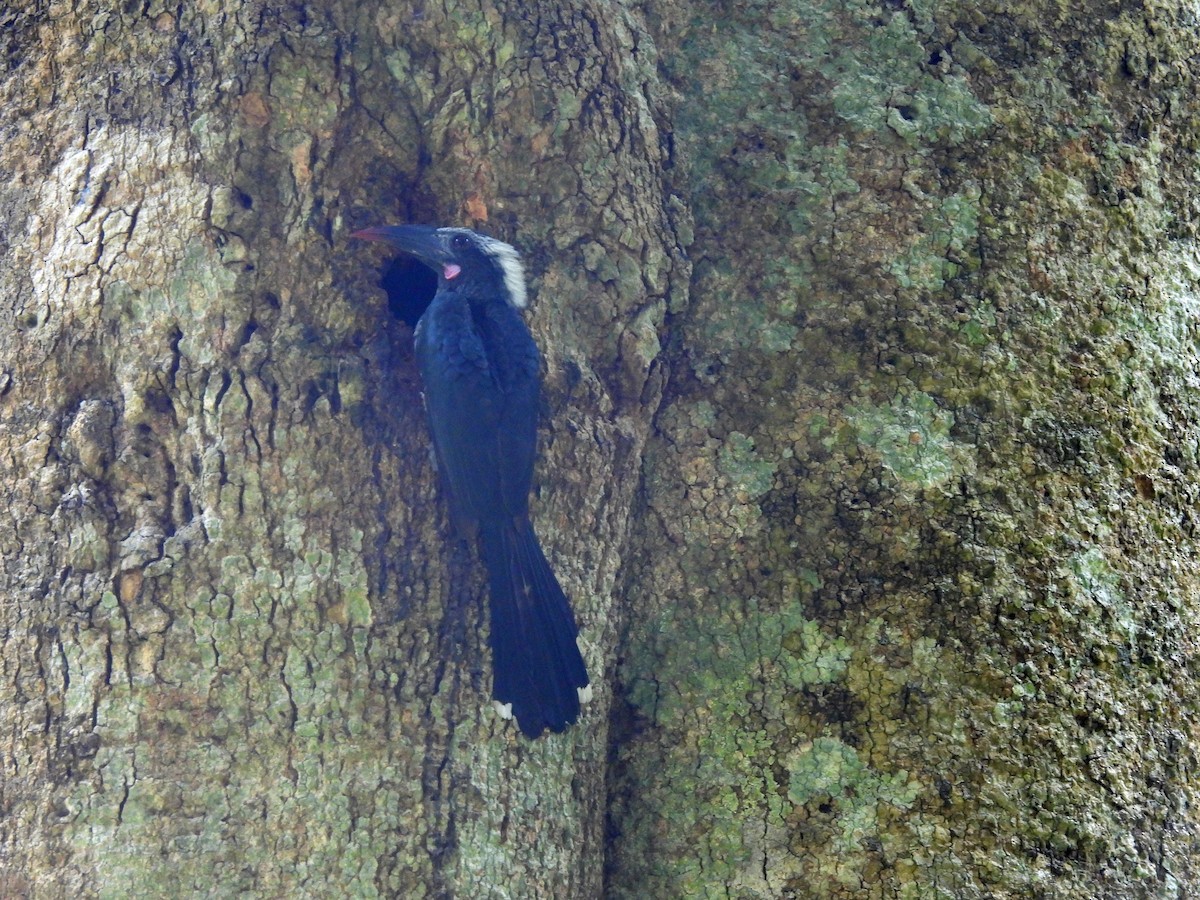 Western Dwarf Hornbill - ML613976714