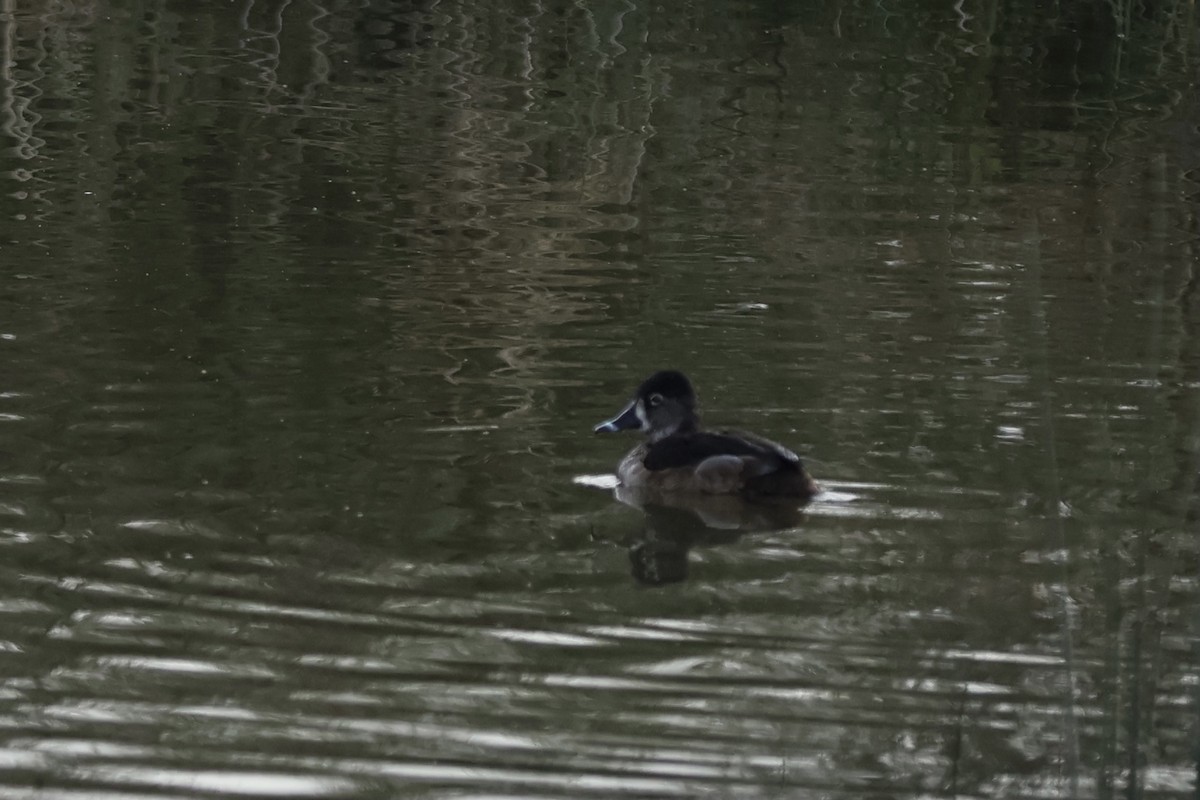 Ring-necked Duck - ML613976805