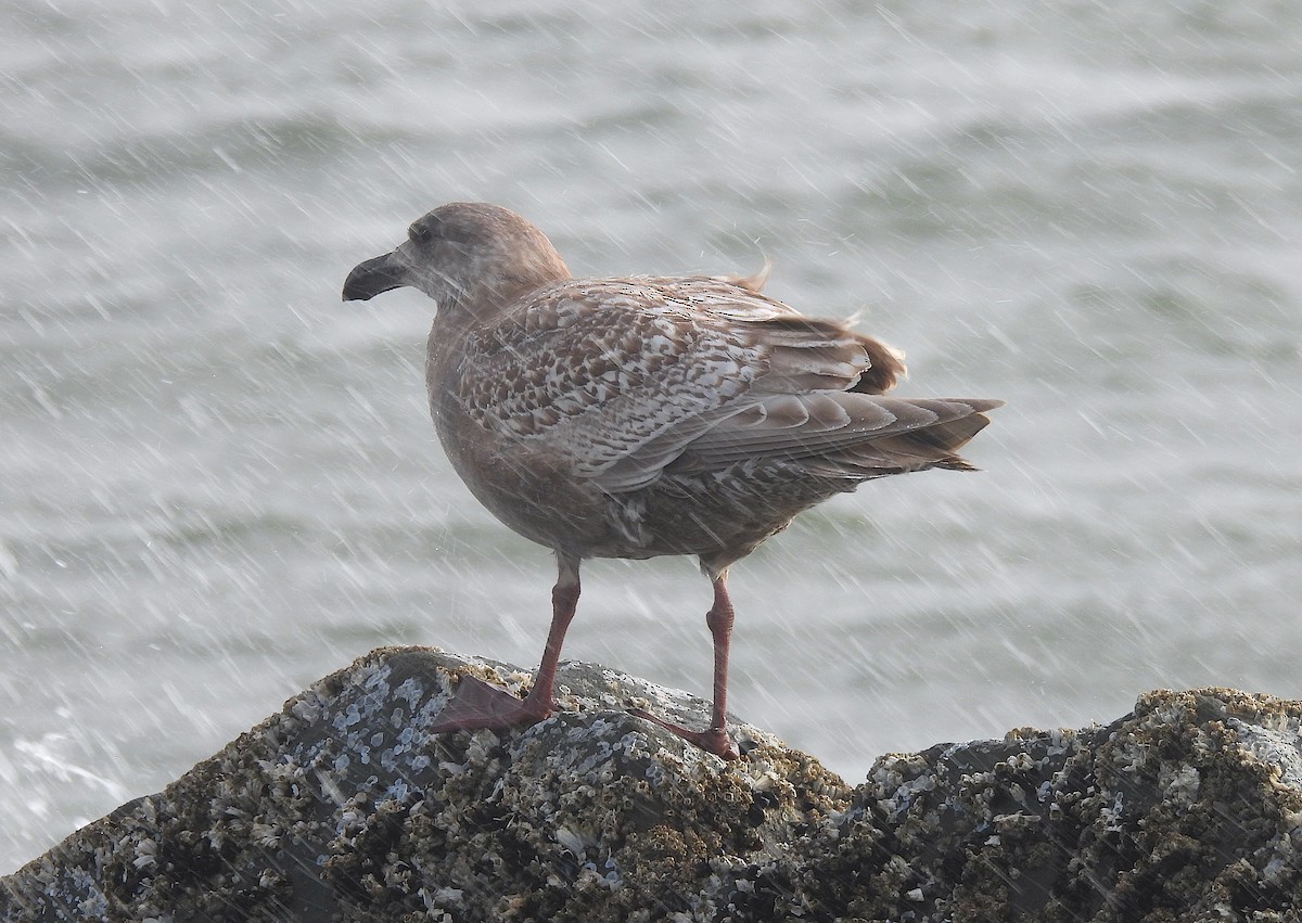 Goéland d'Audubon ou G. à ailes grises - ML613976850