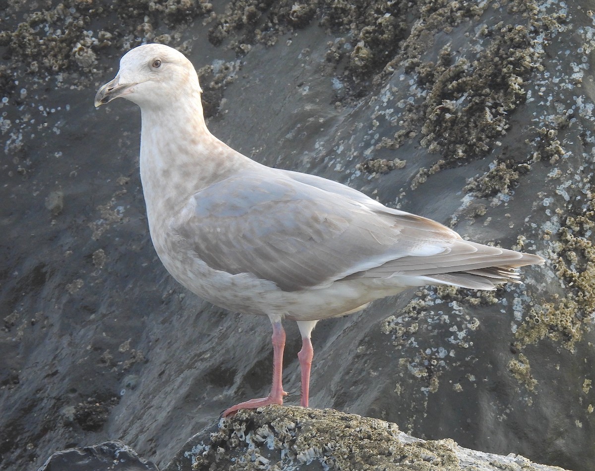 Goéland d'Audubon ou G. à ailes grises - ML613976892