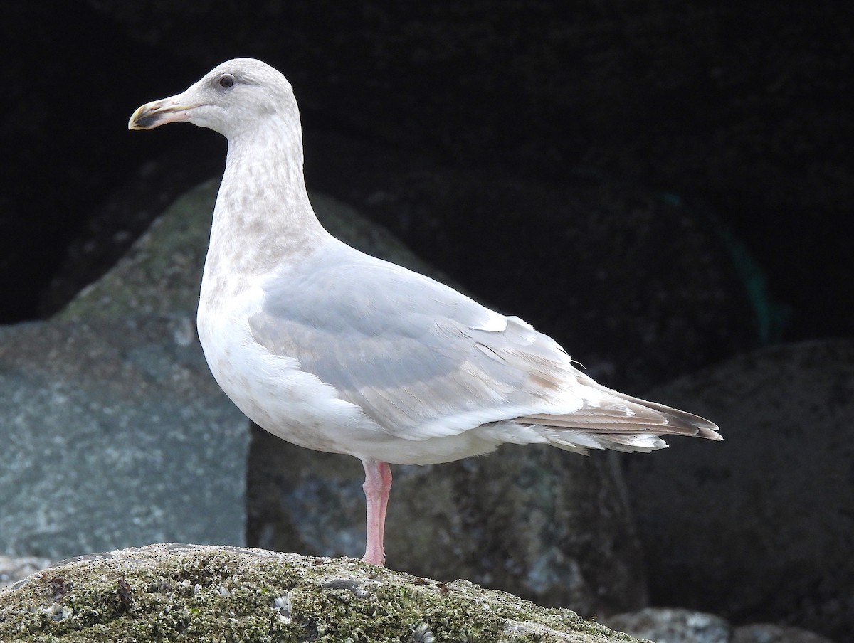 Western/Glaucous-winged Gull - Ted Floyd