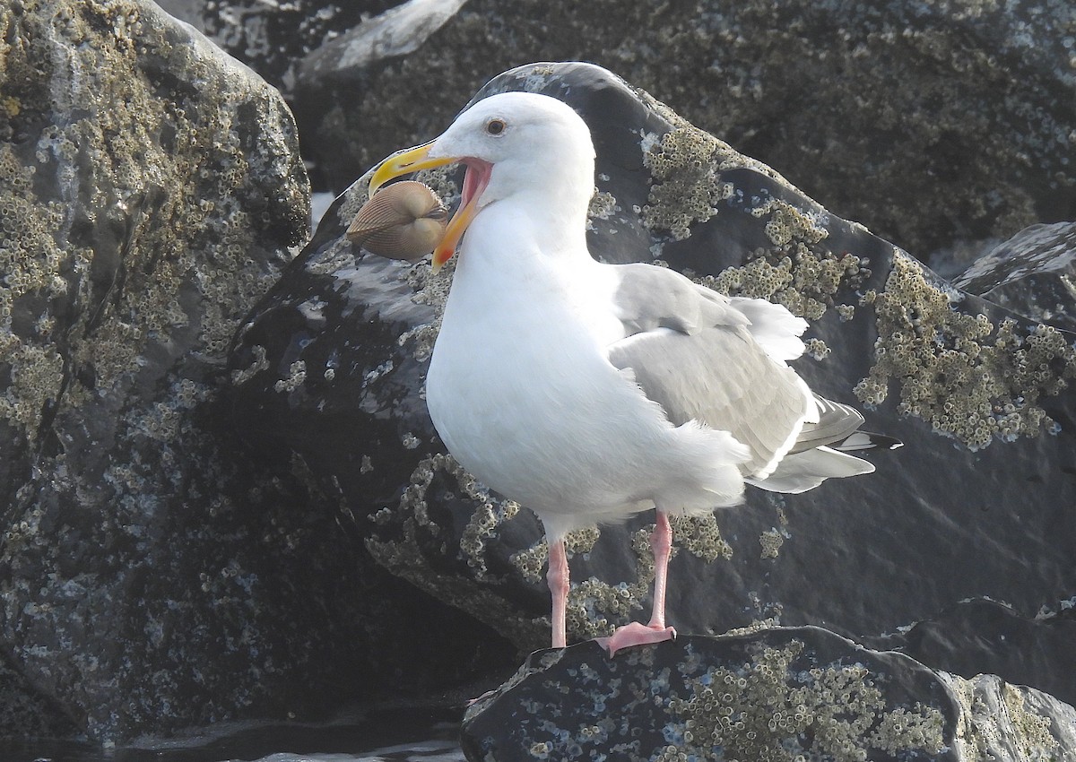 Western/Glaucous-winged Gull - Ted Floyd