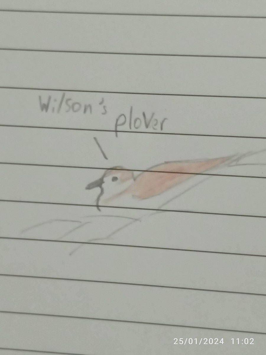 Wilson's Plover - ML613976913