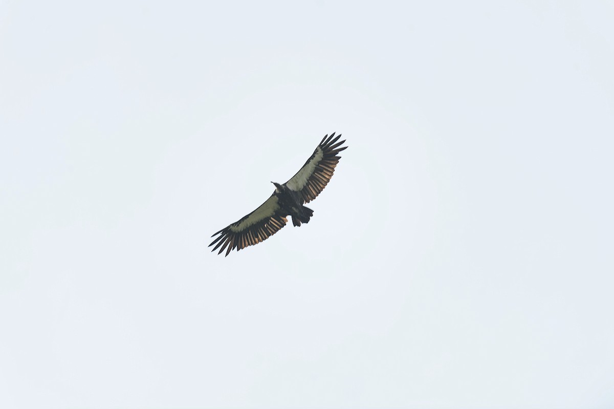 White-rumped Vulture - ML613976926