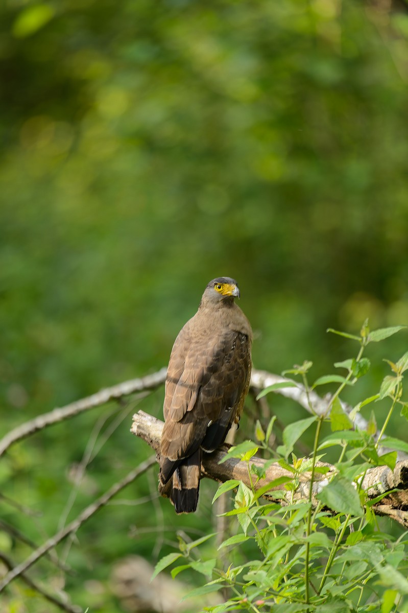Crested Serpent-Eagle - ML613976927