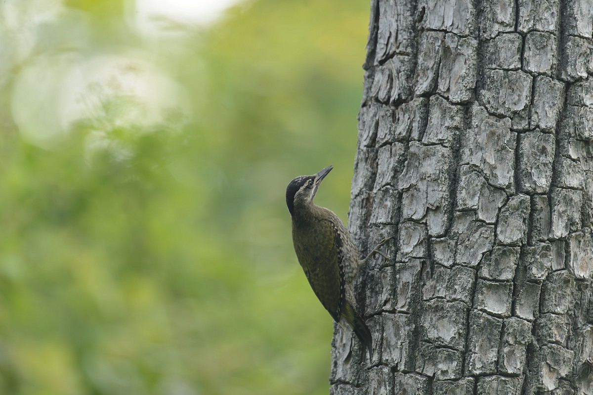 Streak-throated Woodpecker - ML613976933
