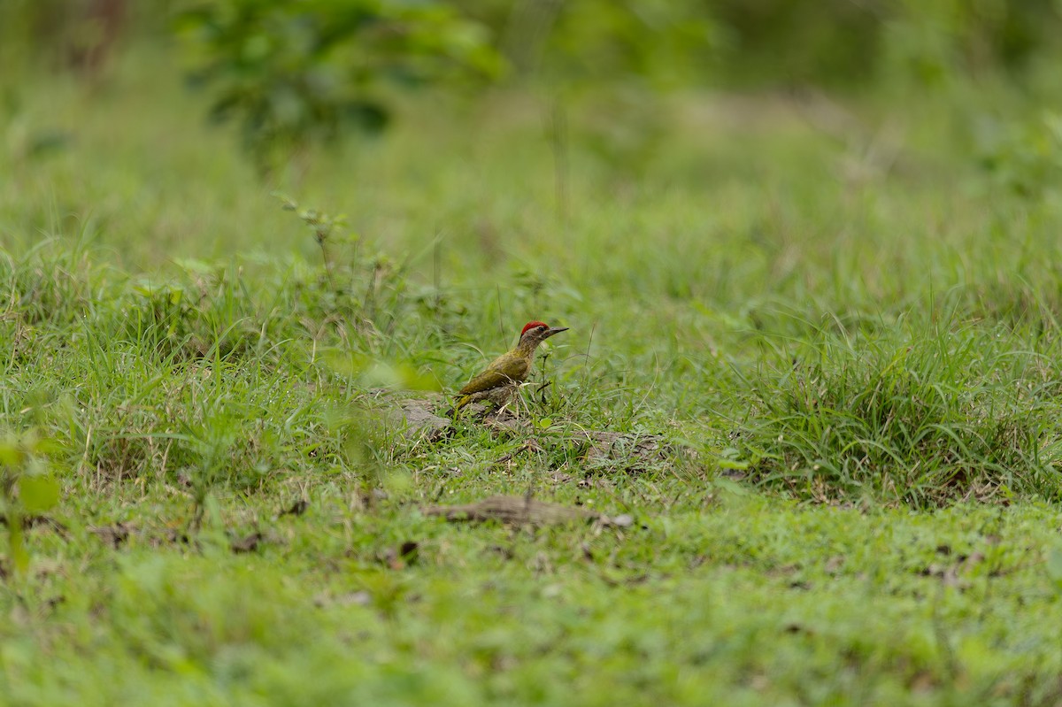 Streak-throated Woodpecker - ML613976934
