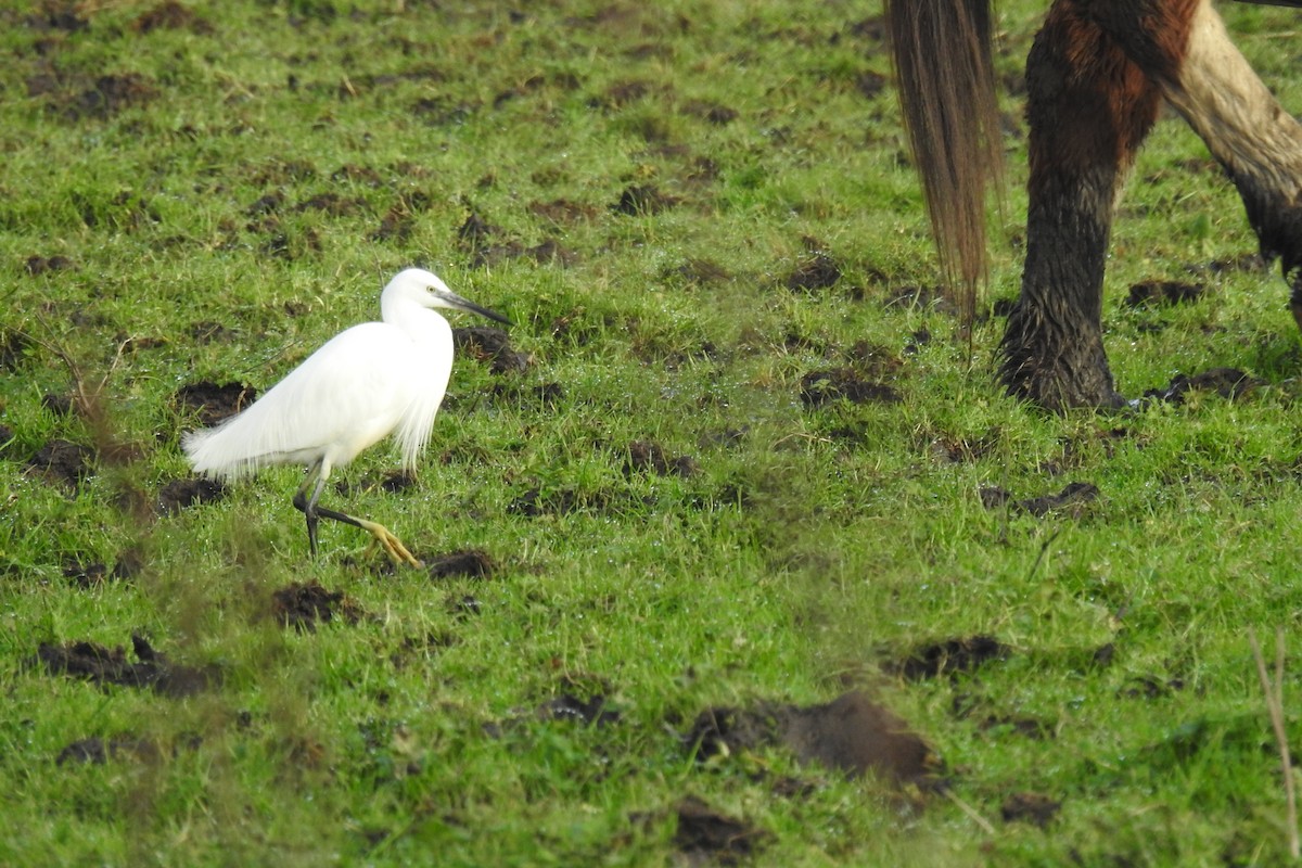 Little Egret - ML613976968