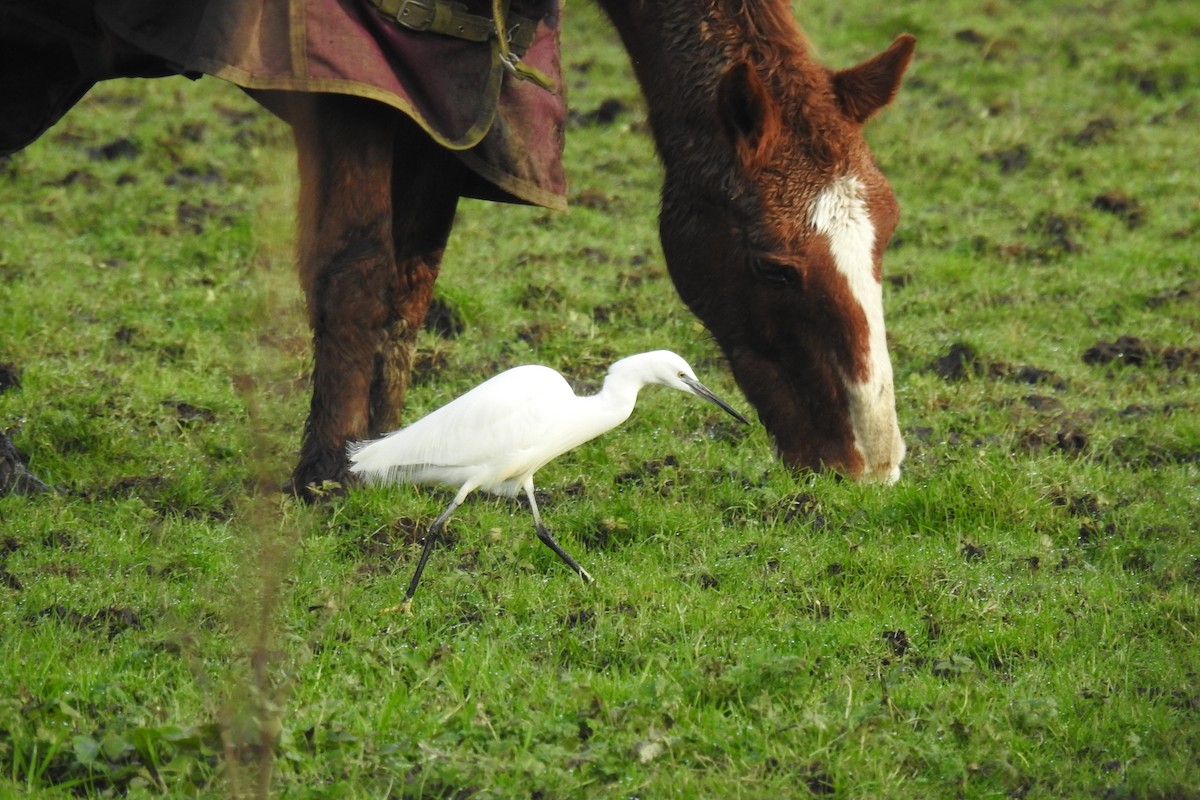 Little Egret - ML613976986